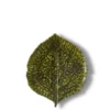 Assiette en grés "Hortensia" - Vert sombre