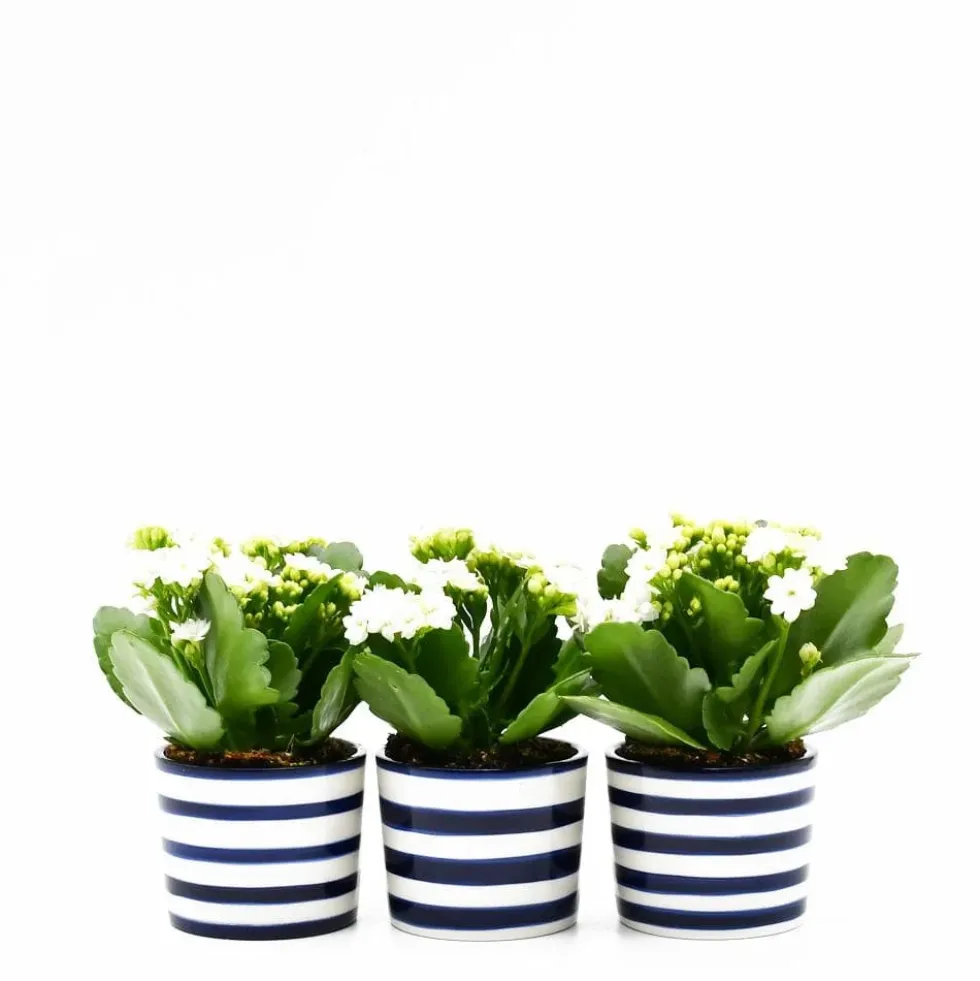 Ensemble de 3 pots "Costa nova" - Bleu Cobalt