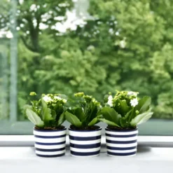 Ensemble de 3 pots "Costa nova" - Bleu Cobalt