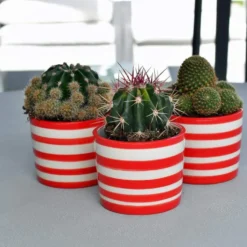 Ensemble de 3 pots "Costa nova" - Rouge