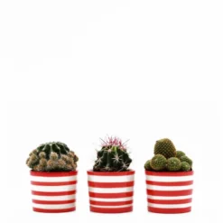 Ensemble de 3 pots "Costa nova" - Rouge