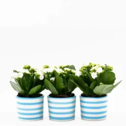 Ensemble de 3 pots "Costa Nova" - Turquoise