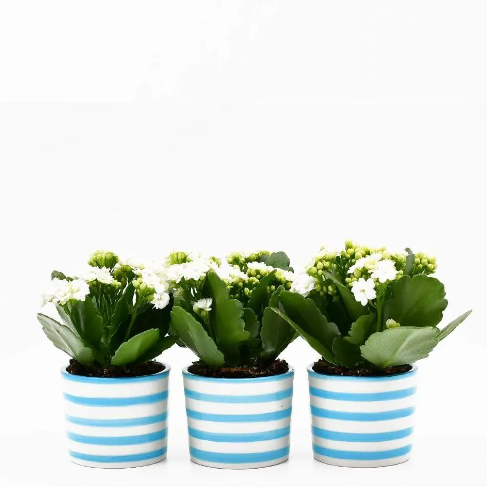 Ensemble de 3 pots "Costa Nova" - Turquoise