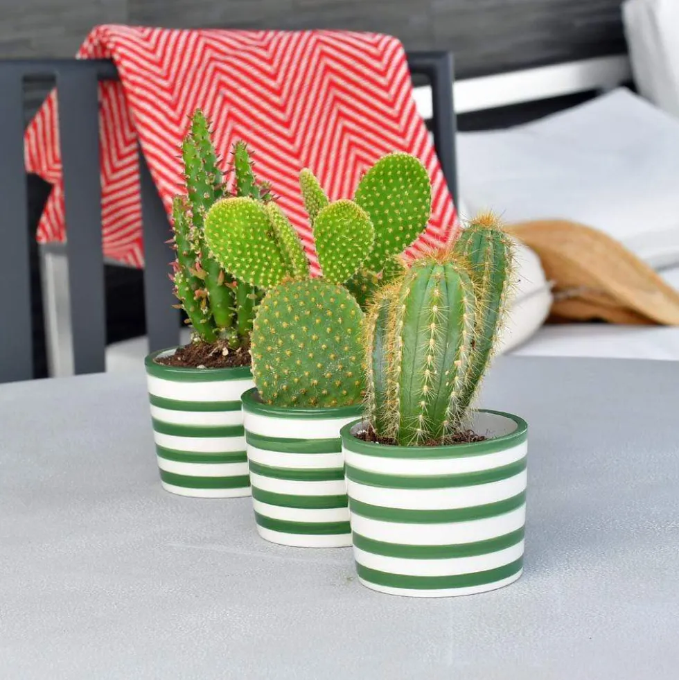 Ensemble de 3 pots "Costa nova" - Vert