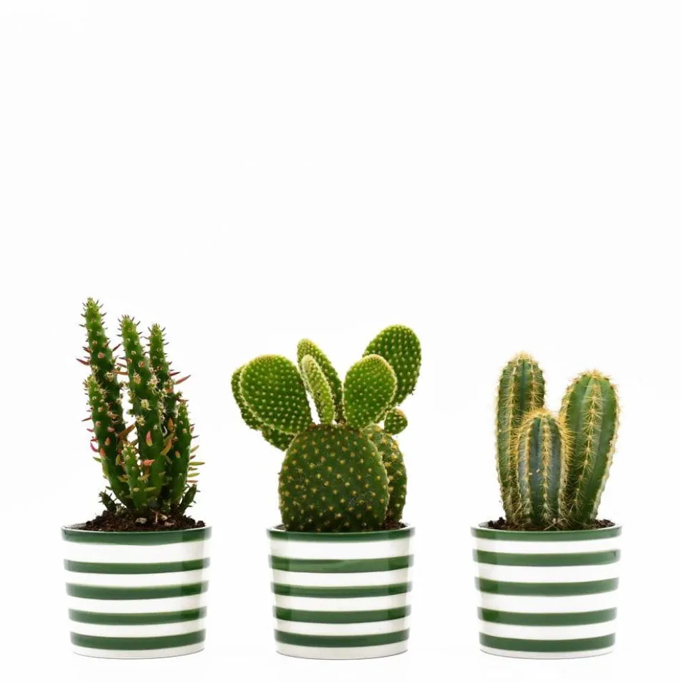 Ensemble de 3 pots "Costa nova" - Vert