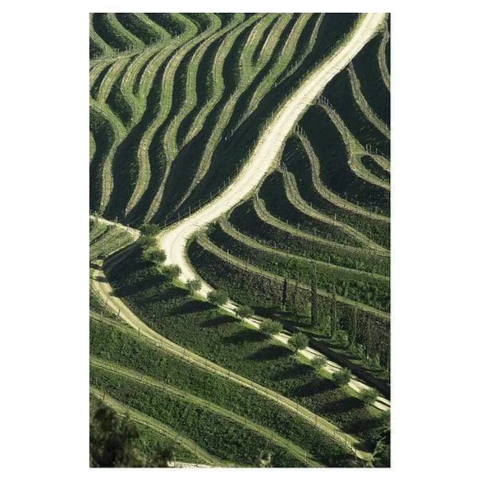 Photo d'art signée "Vinyards"