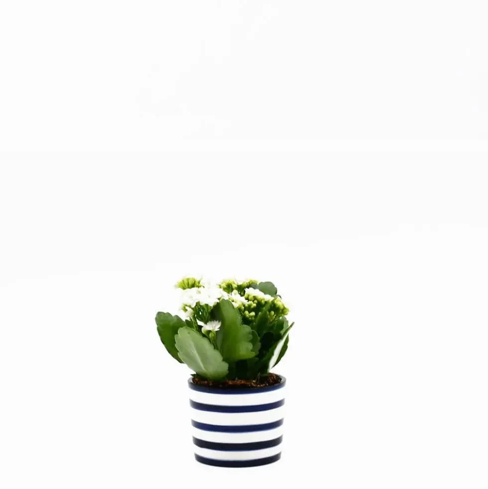 Pot en céramique "Costa nova"- Bleu Cobalt